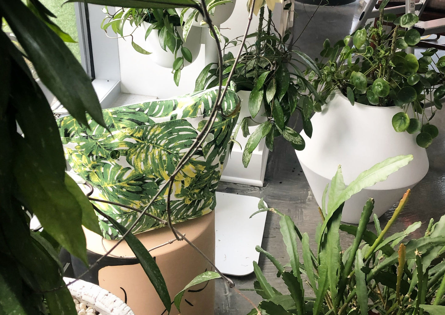 Monstera Plant